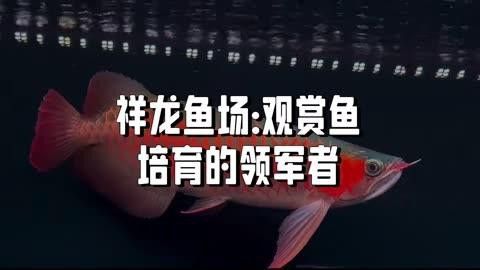 祥龍魚場(chǎng)有哪些高端紅龍魚品種？