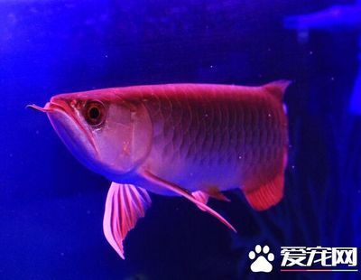 龍魚為什么會跳缸？：龍魚跳缸是一個普遍困擾養魚者的問題，可能由多種原因引起