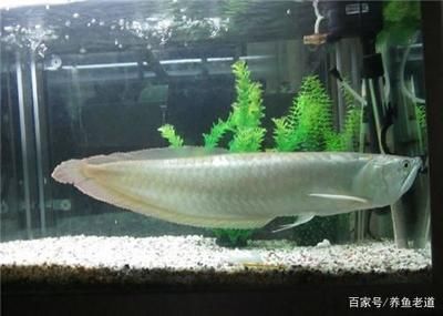 銀龍魚苗最佳喂食頻率：銀龍魚苗最佳喂食頻率為每天1-4次