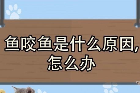 藍寶石魚咬魚的解決方法