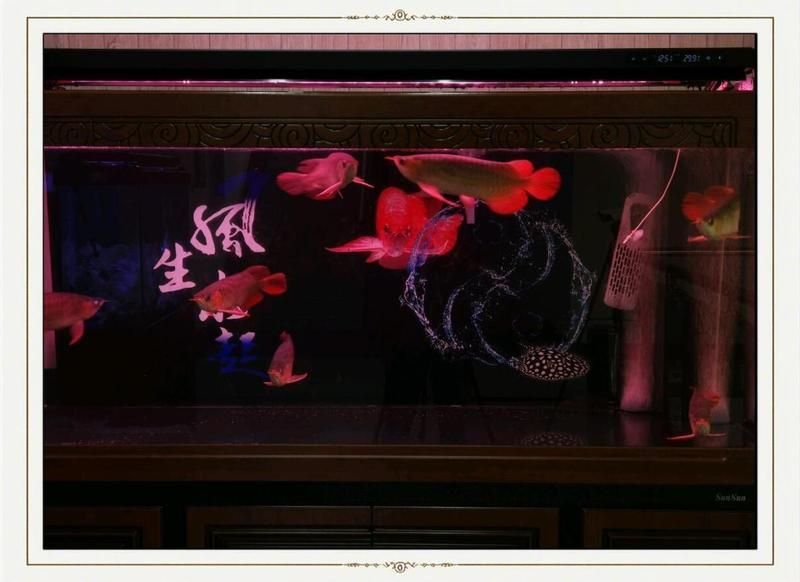 藍寶石魚咬魚的解決方法
