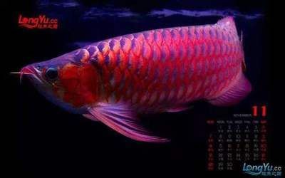 龍魚的寓意是什么意思：龍魚在風水中的作用
