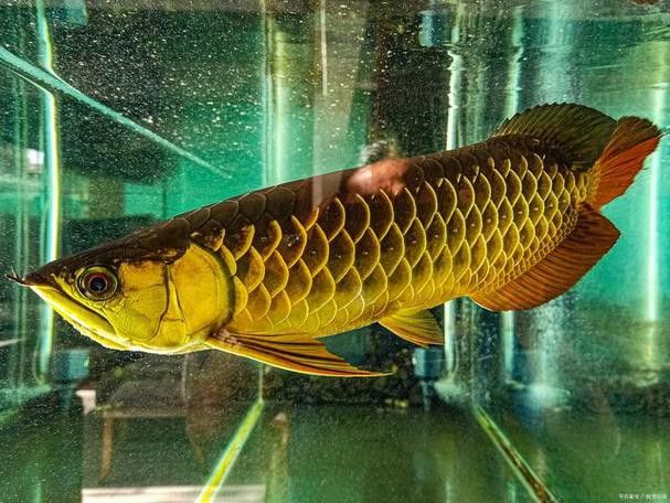 吃金龍魚圖片真實高清
