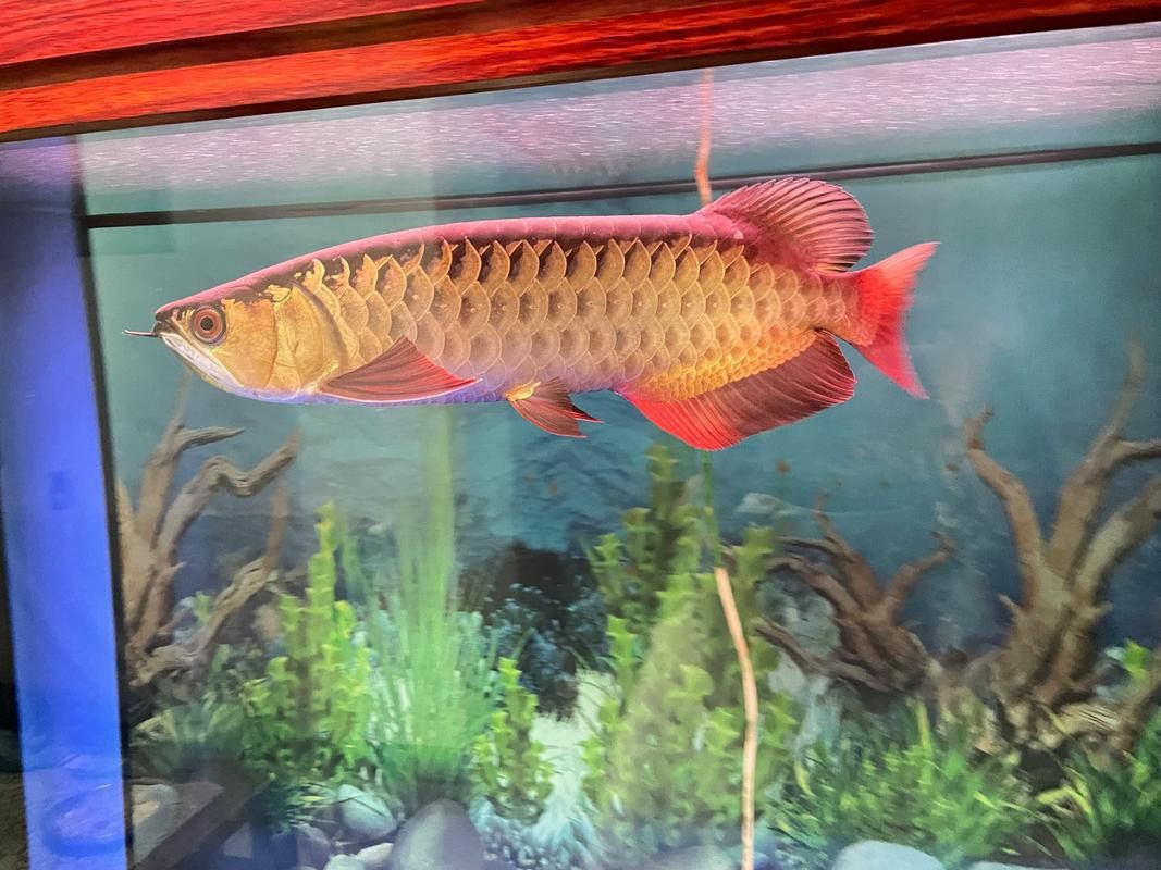 吃金龍魚圖片真實高清