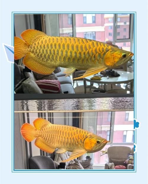 吃金龍魚圖片真實高清