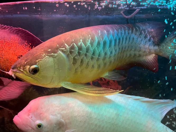 吃金龍魚圖片真實高清