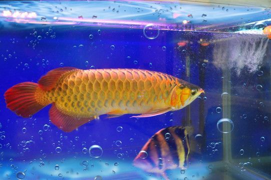 七彩金龍魚(yú)和藍(lán)底金龍：七彩金龍魚(yú)和藍(lán)底金龍魚(yú)有什么區(qū)別？