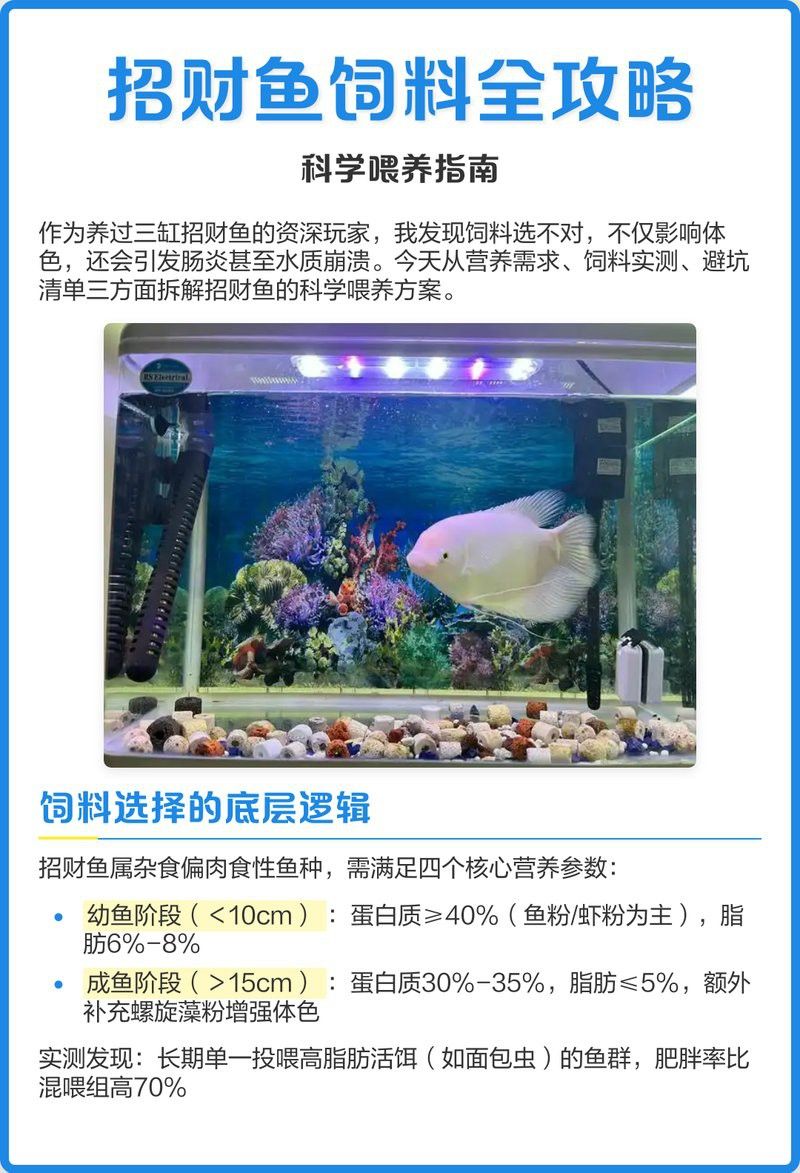 紅眼白子招財(cái)龍多久喂一次