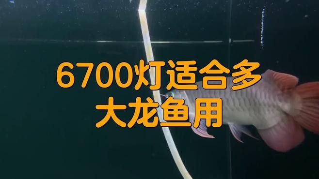 龍魚的講究：養殖龍魚要注意風水方面的講究，龍魚風水擺放提升運勢 龍魚的講究：養殖龍魚要注意風水方面的講究，龍魚風水擺放提升運勢 龍魚百科 第2張