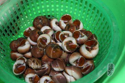 溫州水龍魚（溫州水龍魚是一種什么樣的魚？） 溫州水龍魚（溫州水龍魚是一種什么樣的魚？） 龍魚百科 第1張