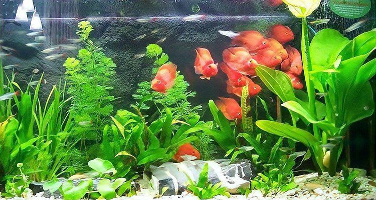 能再詳細說說七條魚的風水寓意嗎？