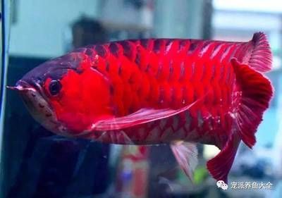 紅龍魚(yú)飼料羅漢魚(yú)能吃嗎有毒嗎：紅龍魚(yú)飼料羅漢魚(yú)有毒嗎紅龍魚(yú)飼料羅漢魚(yú)能吃嗎
