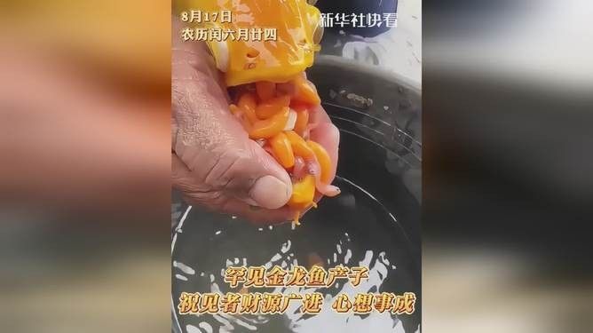 青金龍魚圖片大全欣賞視頻 青金龍魚圖片大全欣賞視頻 龍魚百科 第24張