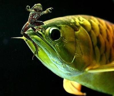 龍魚慢養喂食方法：龍魚慢養喂食方法與其他飼養方式有所不同