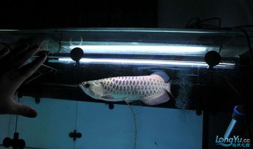 金色龍魚圖片高清