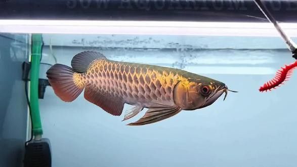 金色龍魚圖片高清