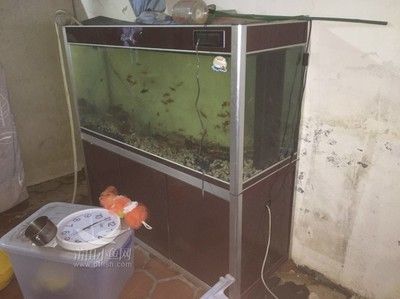 養金龍魚的魚缸有蟲子的處理方法和注意事項和注意事項：養金龍魚的魚缸有蟲子怎么辦？