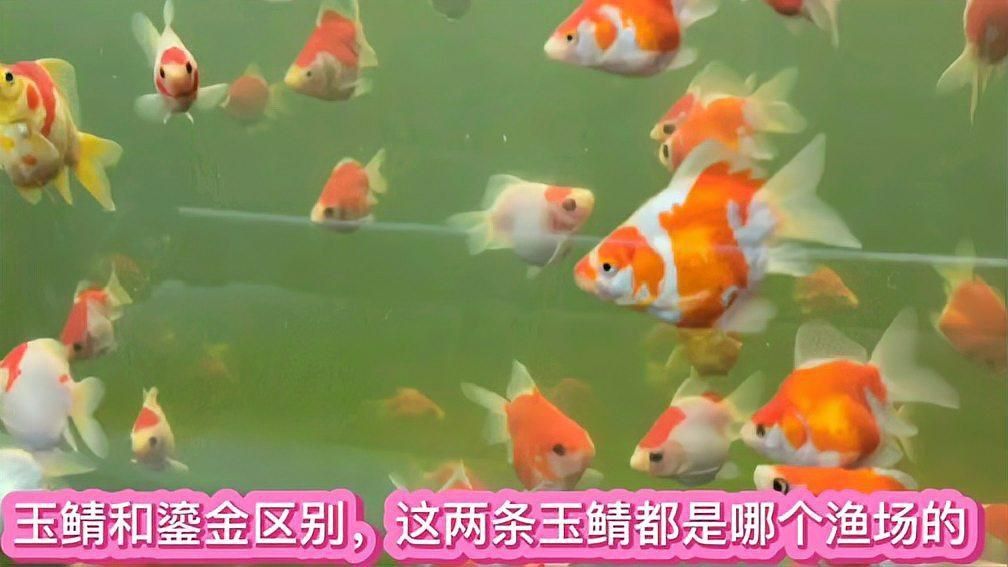 鎏金和玉鯖哪個(gè)更值得入手