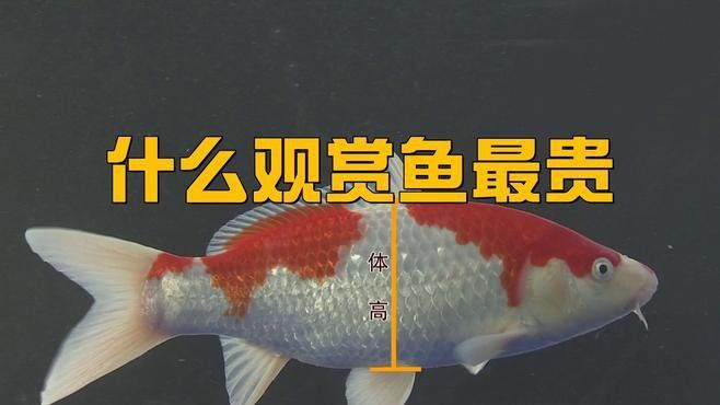 比龍魚還貴的觀賞魚