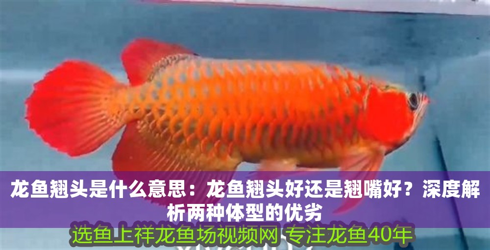 龍魚翹頭是什么意思：龍魚翹頭好還是翹嘴好？深度解析兩種體型的優劣