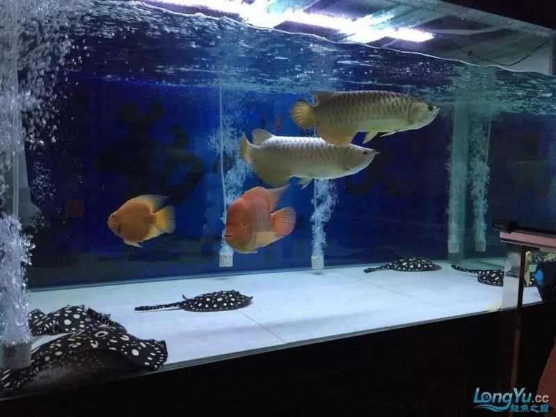 龍魚混養(yǎng)需要多久適應