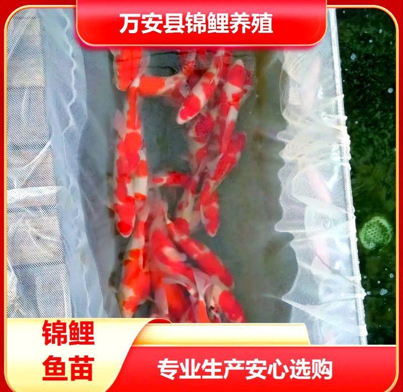 錦鯉是青龍化身