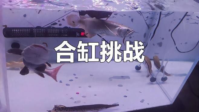 招財貓魚和龍魚混養(yǎng)有哪些注意事項？