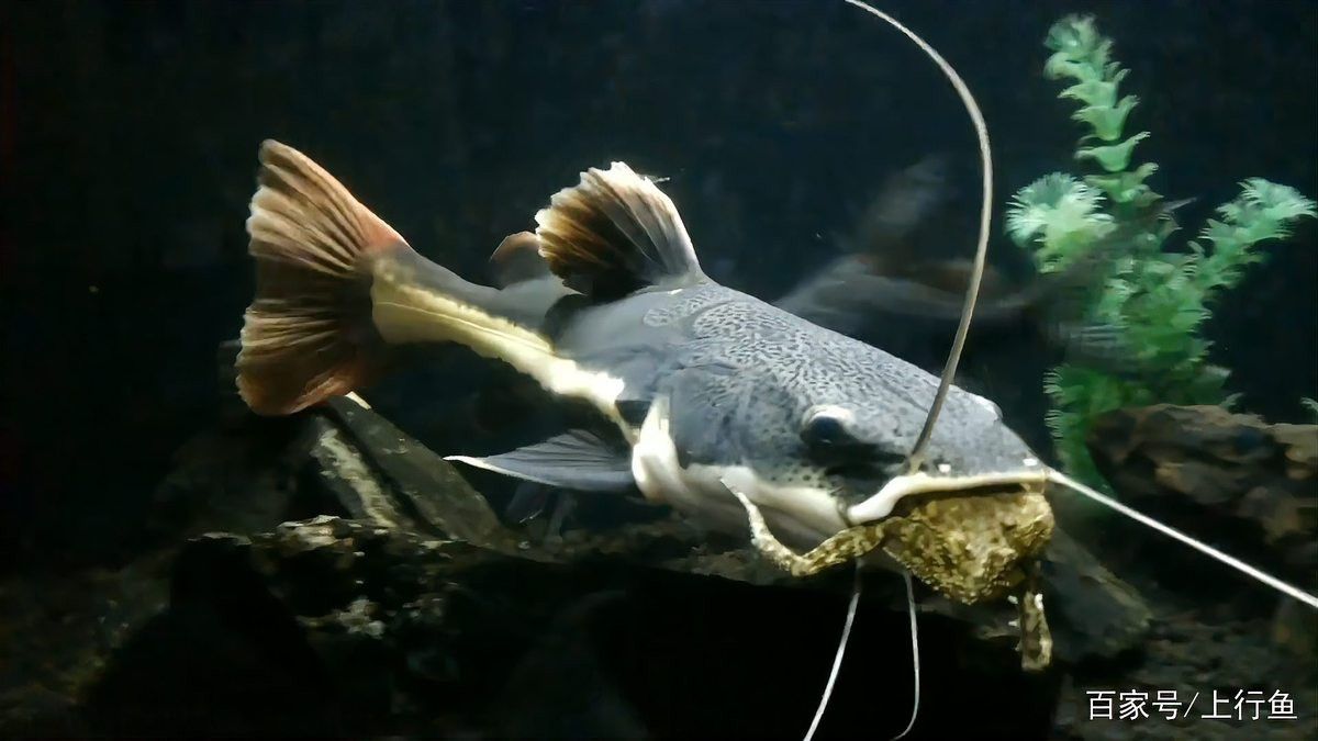 招財貓魚和龍魚混養(yǎng)有哪些注意事項？