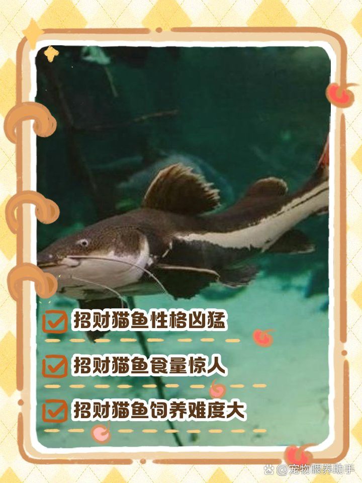 招財貓魚和龍魚混養(yǎng)有哪些注意事項？