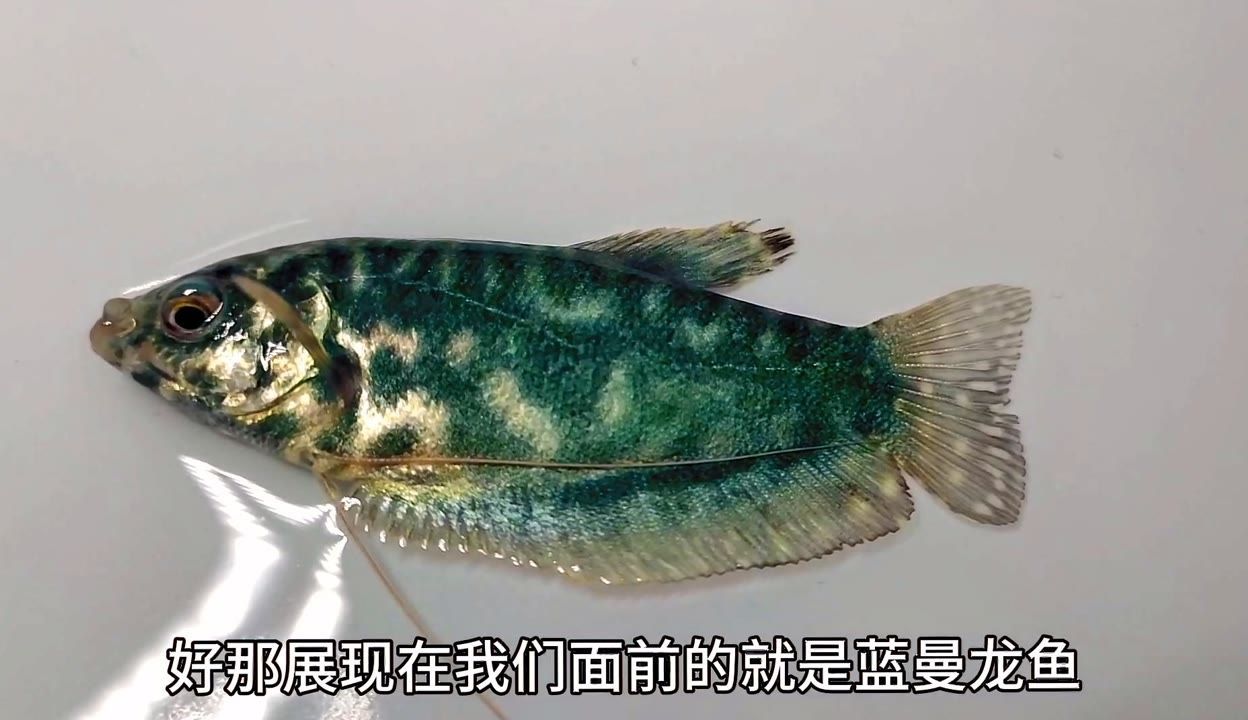 龍魚(yú)吐出綠色的黏膜：龍魚(yú)吐出綠色黏膜可能是由于食物問(wèn)題、水質(zhì)問(wèn)題引起的