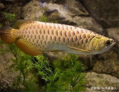 金龍魚那種體型和顏色最好【金龍魚屬于大型淡水魚屬于大型淡水魚】 金龍魚那種體型和顏色最好【金龍魚屬于大型淡水魚屬于大型淡水魚】 龍魚百科 第5張