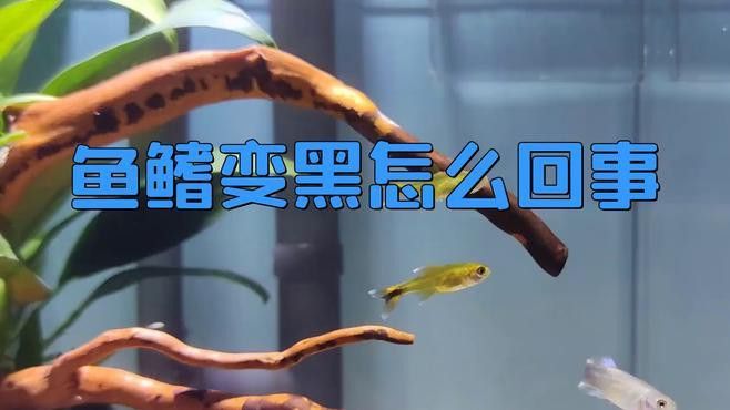 過背金龍魚鰭部顏色變化是自然現象嗎？