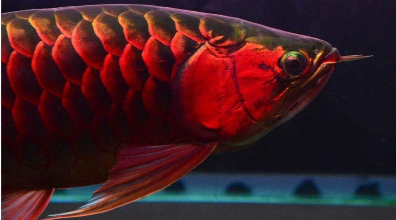 過背金龍魚鰭部顏色變化是自然現象嗎？