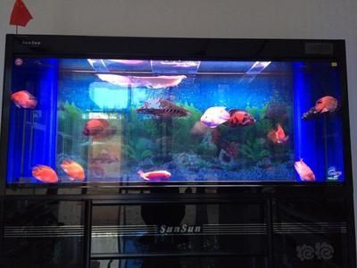 龍魚換缸一定要注意這些：龍魚換缸時需要注意的主要事項