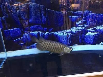 龍魚換缸一定要注意這些：龍魚換缸時需要注意的主要事項