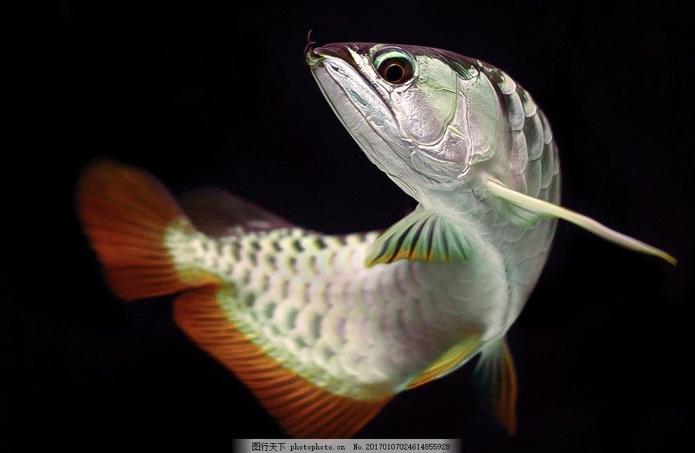 金龍魚(yú)的樣子是什么樣的：金龍魚(yú)是一種美麗而富有特色的魚(yú)類(lèi)