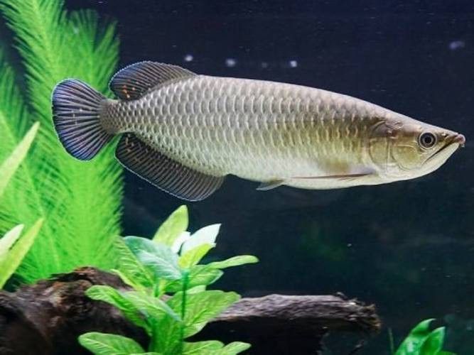 4年星點龍魚長大后圖片