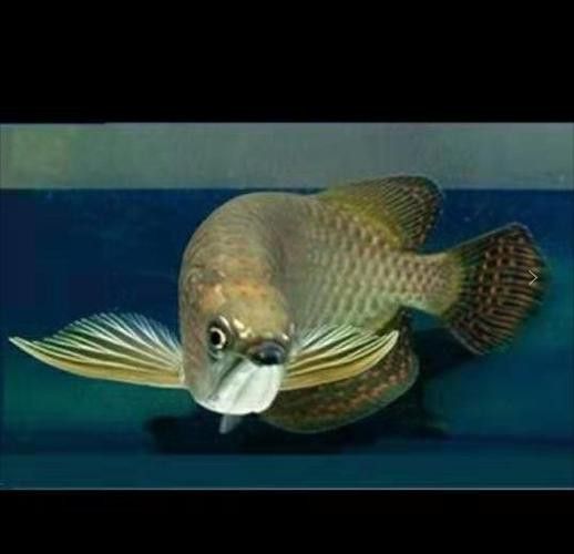 4年星點龍魚長大后圖片