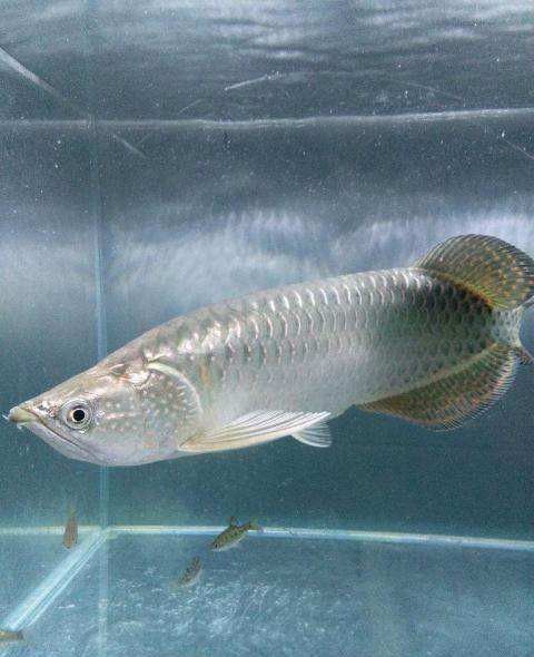 4年星點龍魚長大后圖片