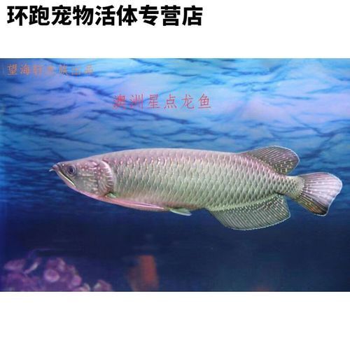 4年星點龍魚長大后圖片