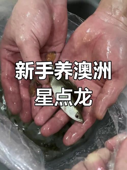 4年星點龍魚長大后圖片