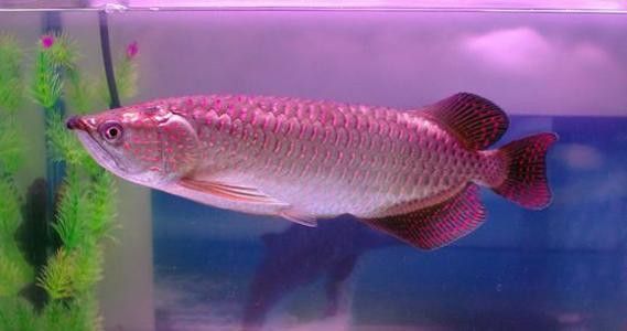 4年星點龍魚長大后圖片