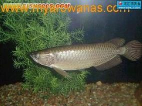 4年星點龍魚長大后圖片