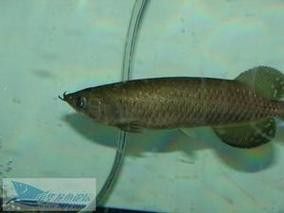 4年星點龍魚長大后圖片