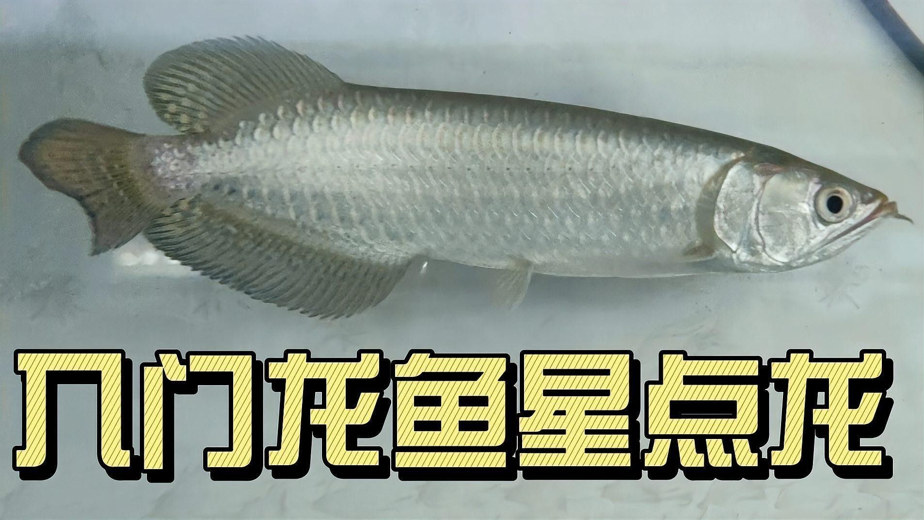 4年星點龍魚長大后圖片
