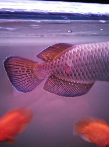 4年星點龍魚長大后圖片