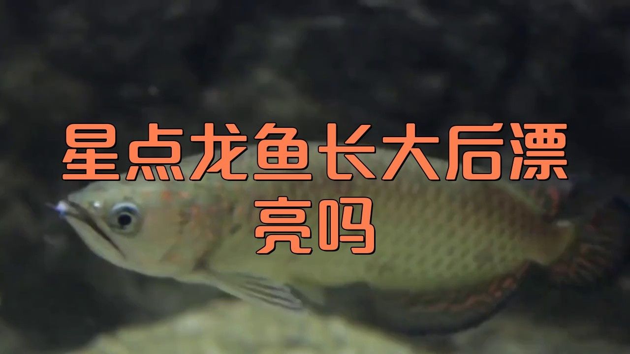 4年星點龍魚長大后圖片