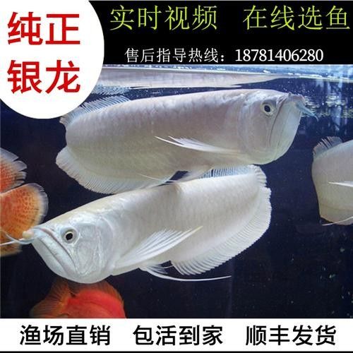 銀龍魚一般多少錢一只啊