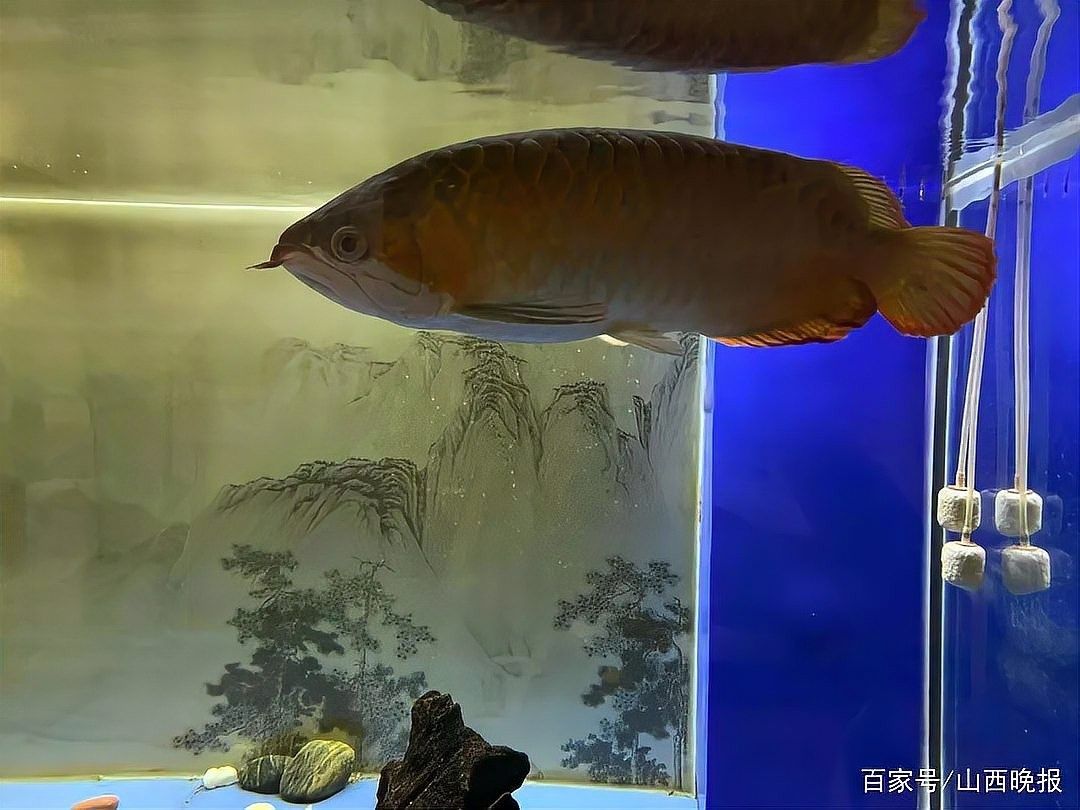 龍魚攻擊性強嗎 龍魚攻擊性強嗎 龍魚百科 第3張