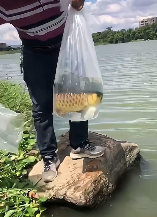 龍魚攻擊性強嗎 龍魚攻擊性強嗎 龍魚百科 第10張